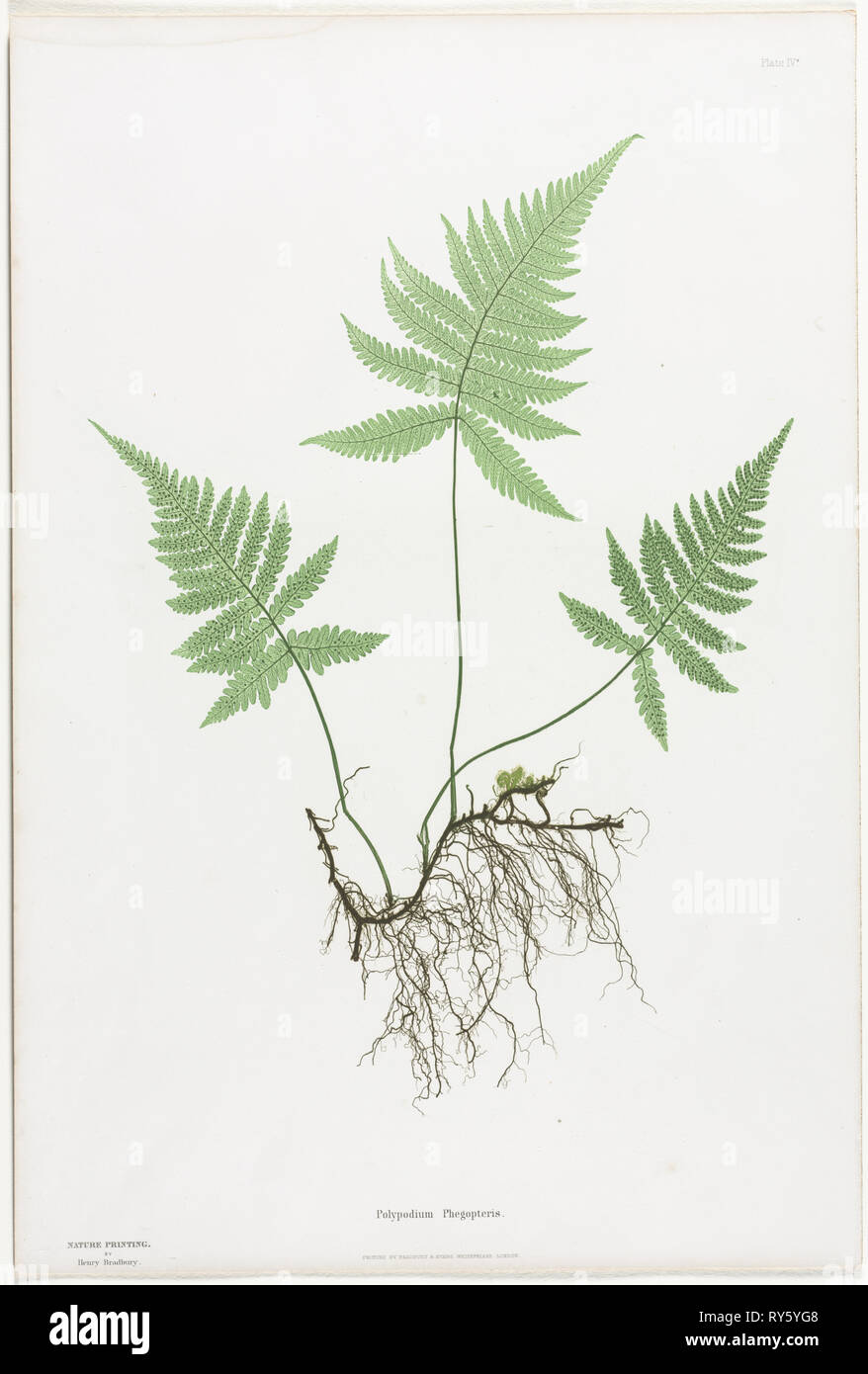 Farne von Großbritannien und Irland: Polypodium Phegopteris, 1855-1856. Henry Bradbury (British, 1829-1860), Bradbury und Evans. Natur drucken; Blatt: 54,8 x 36,9 cm (21 9/16 x 14 1/2 in. Stockfoto