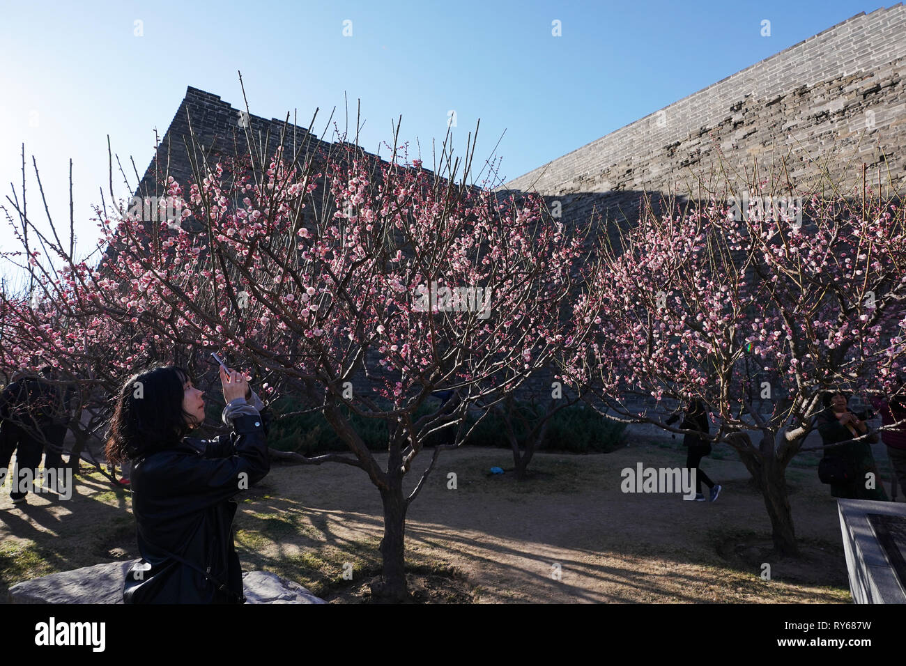 (190312) - Peking, 12. März 2019 (Xinhua) - eine Frau nimmt Bilder von Pflaume Blüten an der Beijing Ming Dynastie (1368-1644) Stadtmauer Reliquien Park in Peking, der Hauptstadt von China, 12. März 2019. (Xinhua / Ju Huanzong) Stockfoto