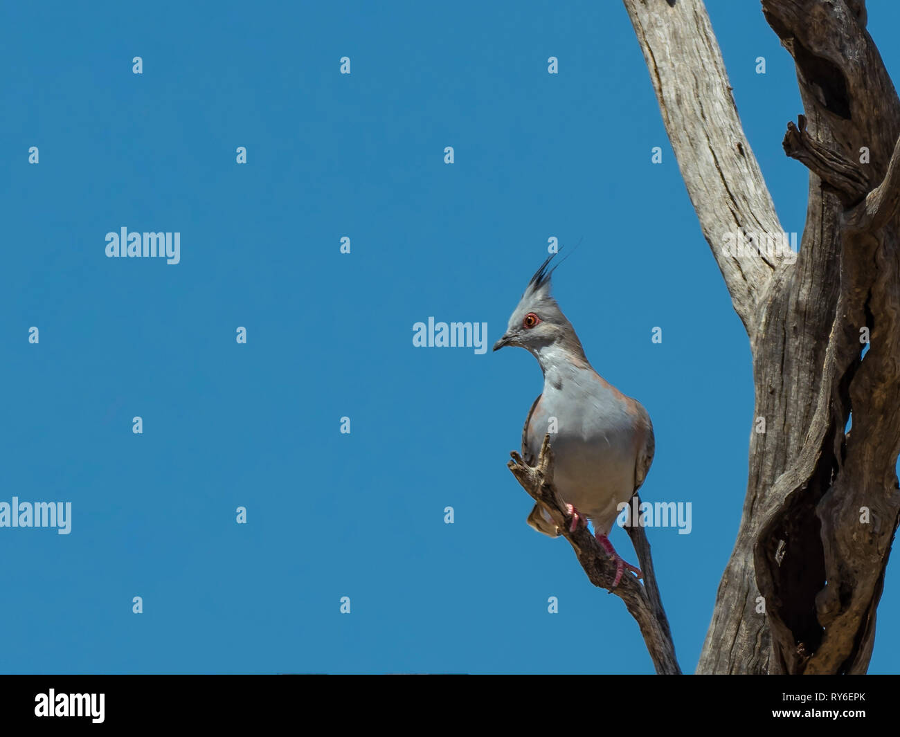 Crested Pigeon (Ocyphaps lophotes lophotes) Race'' Stockfoto