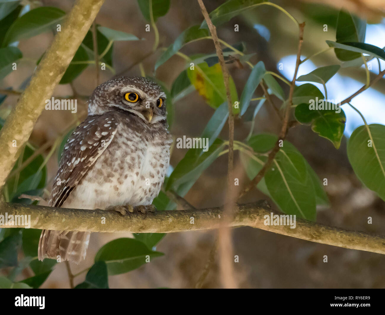 Gefleckte Owlet (Athene brama) Rennen "brama' Stockfoto