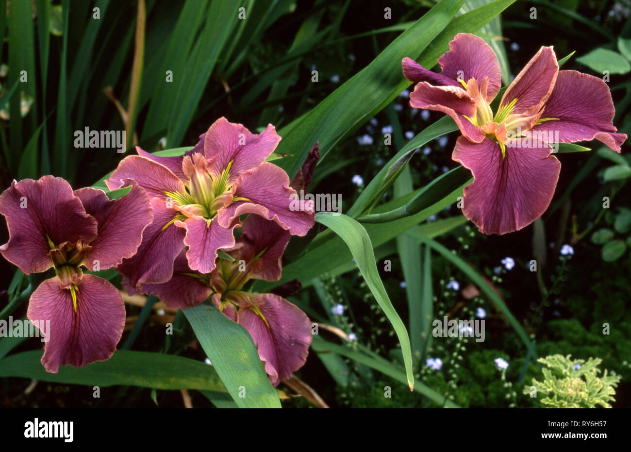DAS LOUISIANNA IRIS „NATURWUNDER“ IST EIN HYBRIDER IRIS IN VOLLER BLÜTE. BLUE MOUNTAINS, NEW SOUTH WALES, AUSTRALIEN. Stockfoto