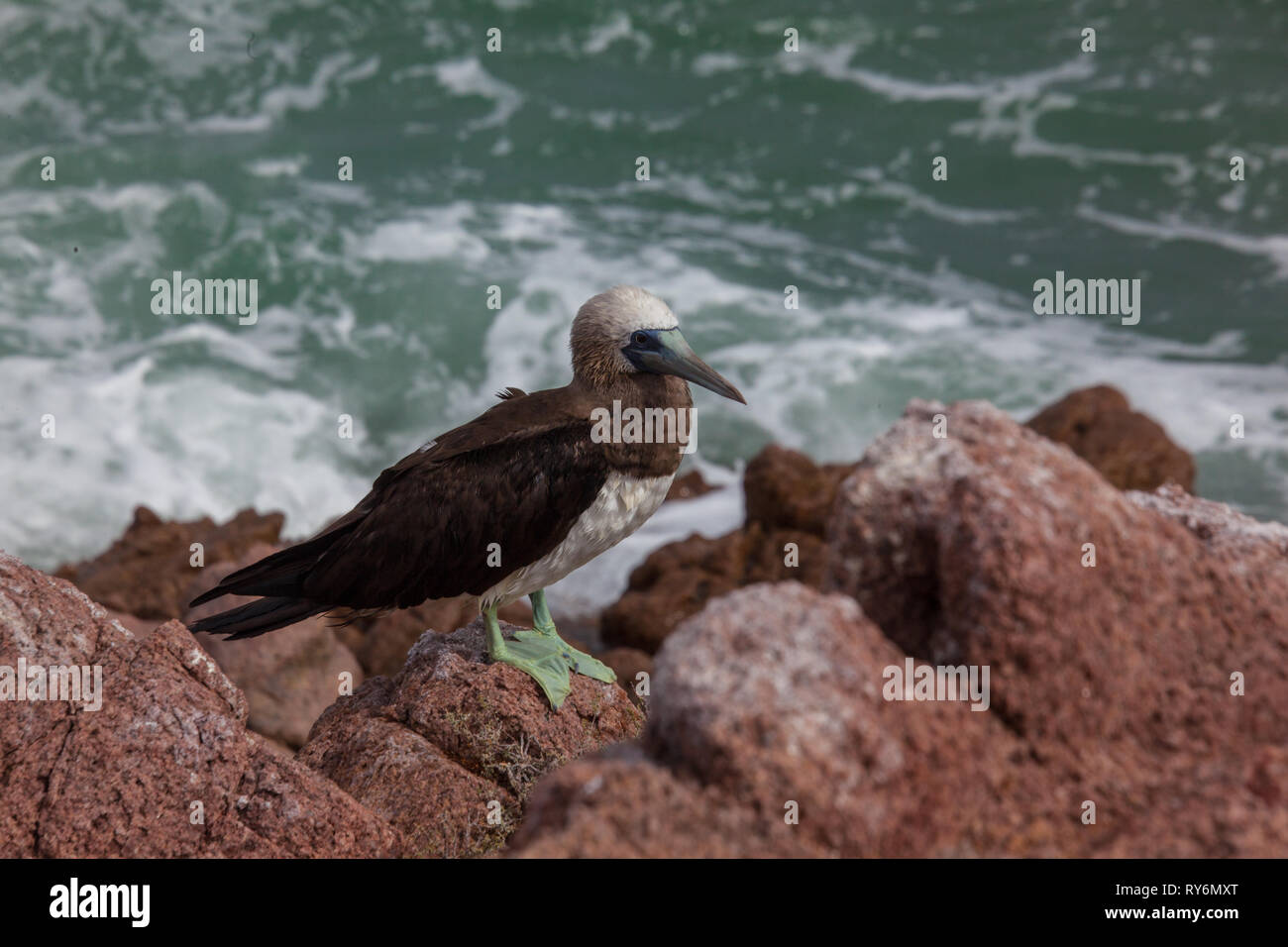 Puerto Lobos, Mpo. Caborca, Sonora, Mexiko Stockfoto