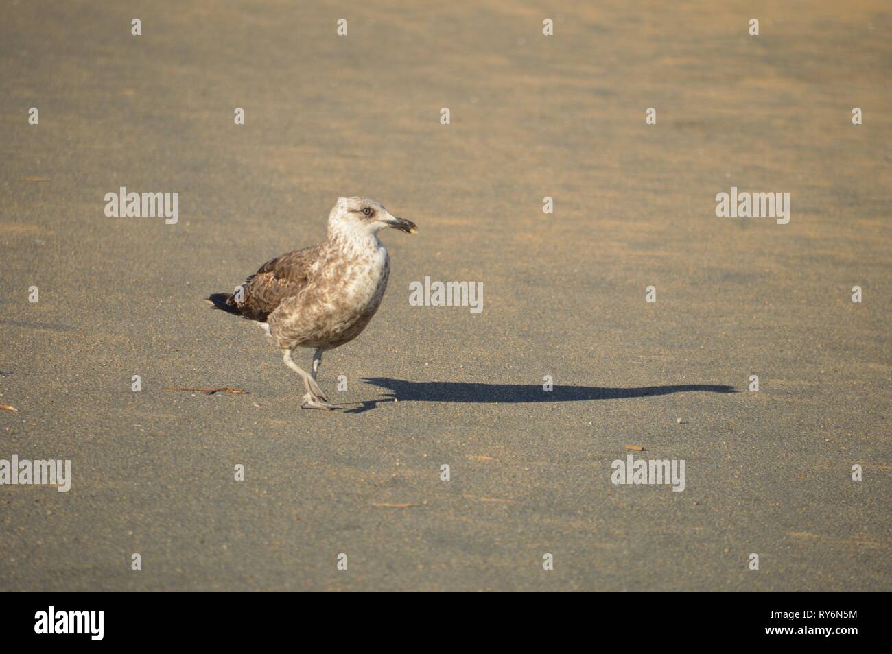 Junge Möwe zu Fuß am Strand Stockfoto
