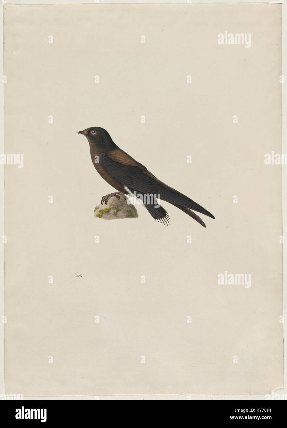 Hirundapus needle-tailed Swift (caudaculus), 1800. Paul Hüet (Französisch, 1803-1869). Aquarell und Gouache; framing Linien in Graphit; Blatt: 48,5 x 34,6 cm (19 1/8 x 13 5/8 in.); Bild: 22,5 x 22,8 cm (8 7/8 x 9 in Stockfoto