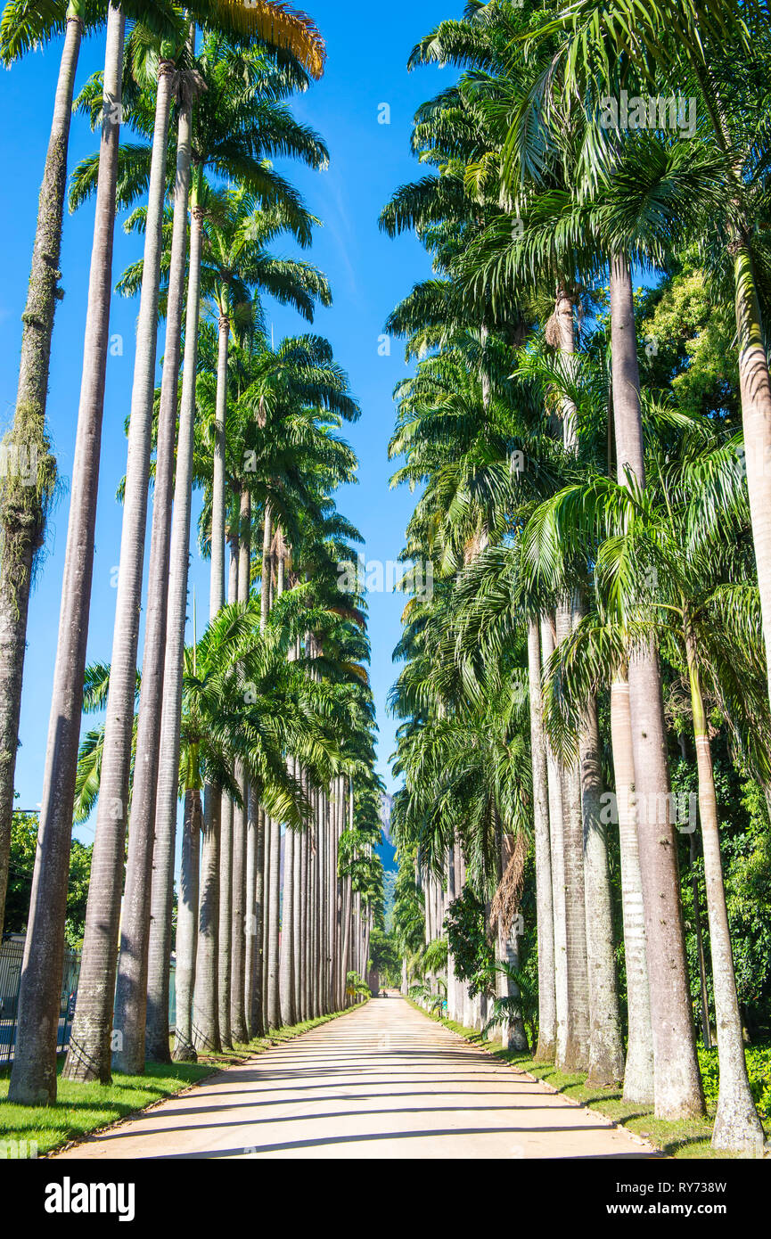 Helle malerischen Blick auf Schmutz weg durch eine Allee von Hochfliegenden Royal Palm Bäume unter strahlend blauen Himmel in Rio de Janeiro, Brasilien gefüttert Stockfoto