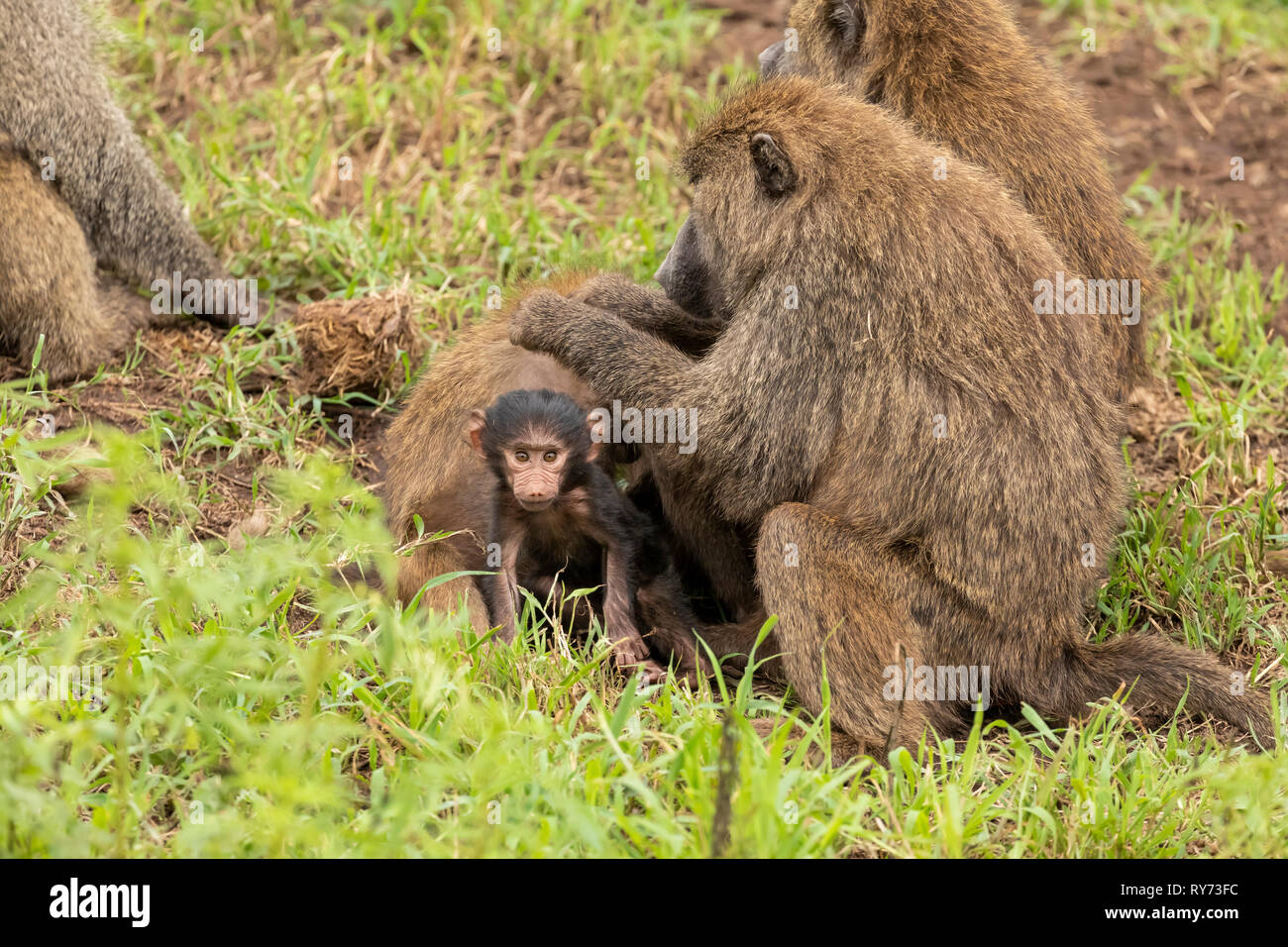 Olive Baboon (Papio cynocephalus) Familie Pflege in Ngorongoro Krater, Tansania Stockfoto