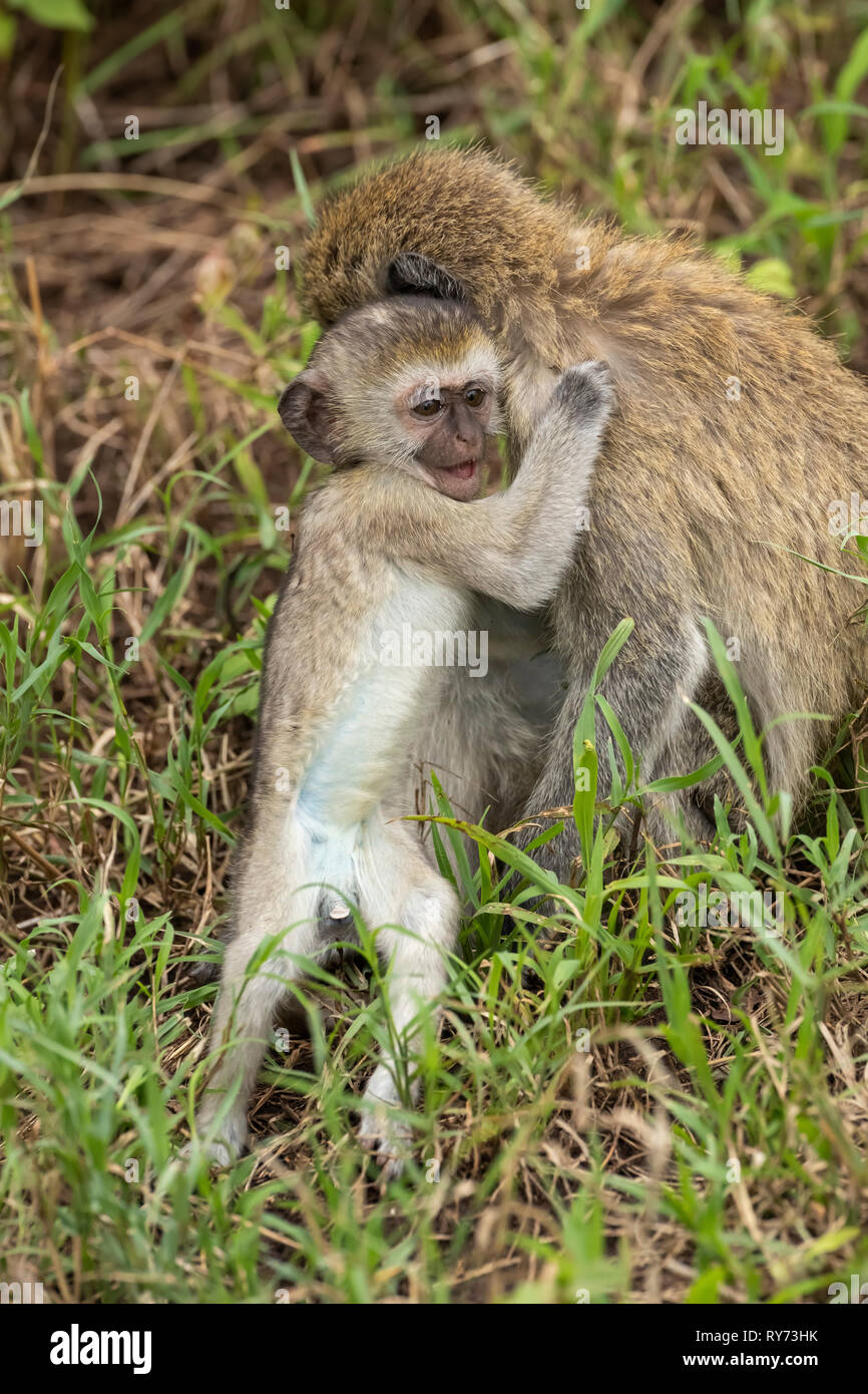Meerkatze (Cercopithecus aethiops) Baby spielt im Ngorongoro Krater, Tansania Stockfoto