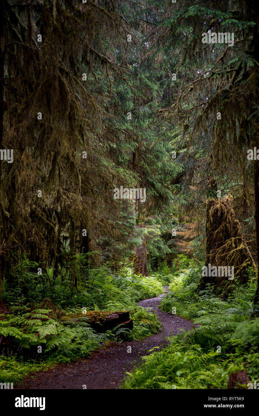 Wanderwege inmitten der Bäume an der Olympic National Park Stockfoto