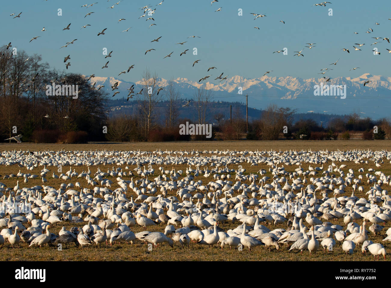 Schnee Gänse (Anser Caerulescens), Skagit County, Washington Stockfoto