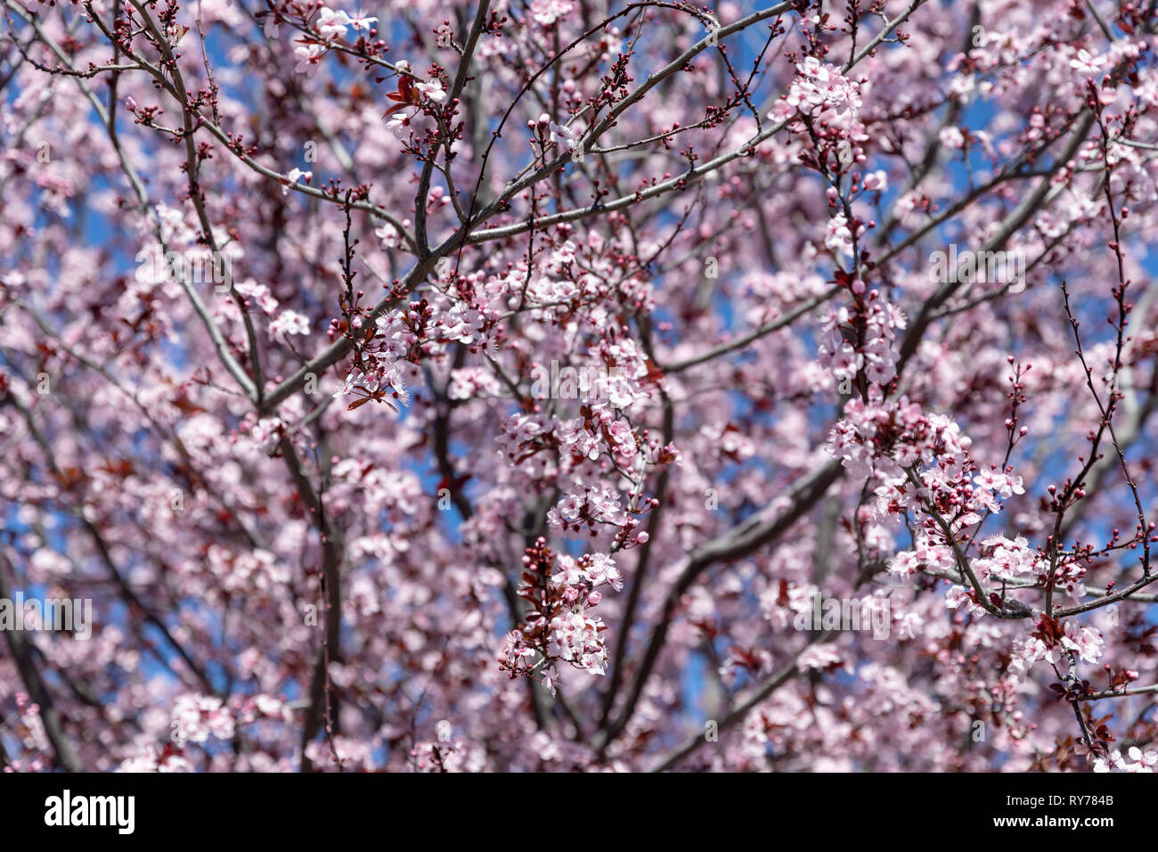 Flowering cherry tree, Kalifornien, USA Stockfoto