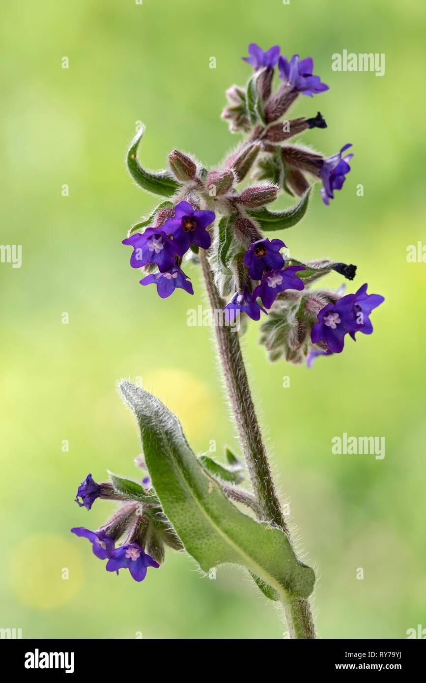 Gemeinsame bugloss (Anchusa officinalis), Tirol, Österreich Stockfoto