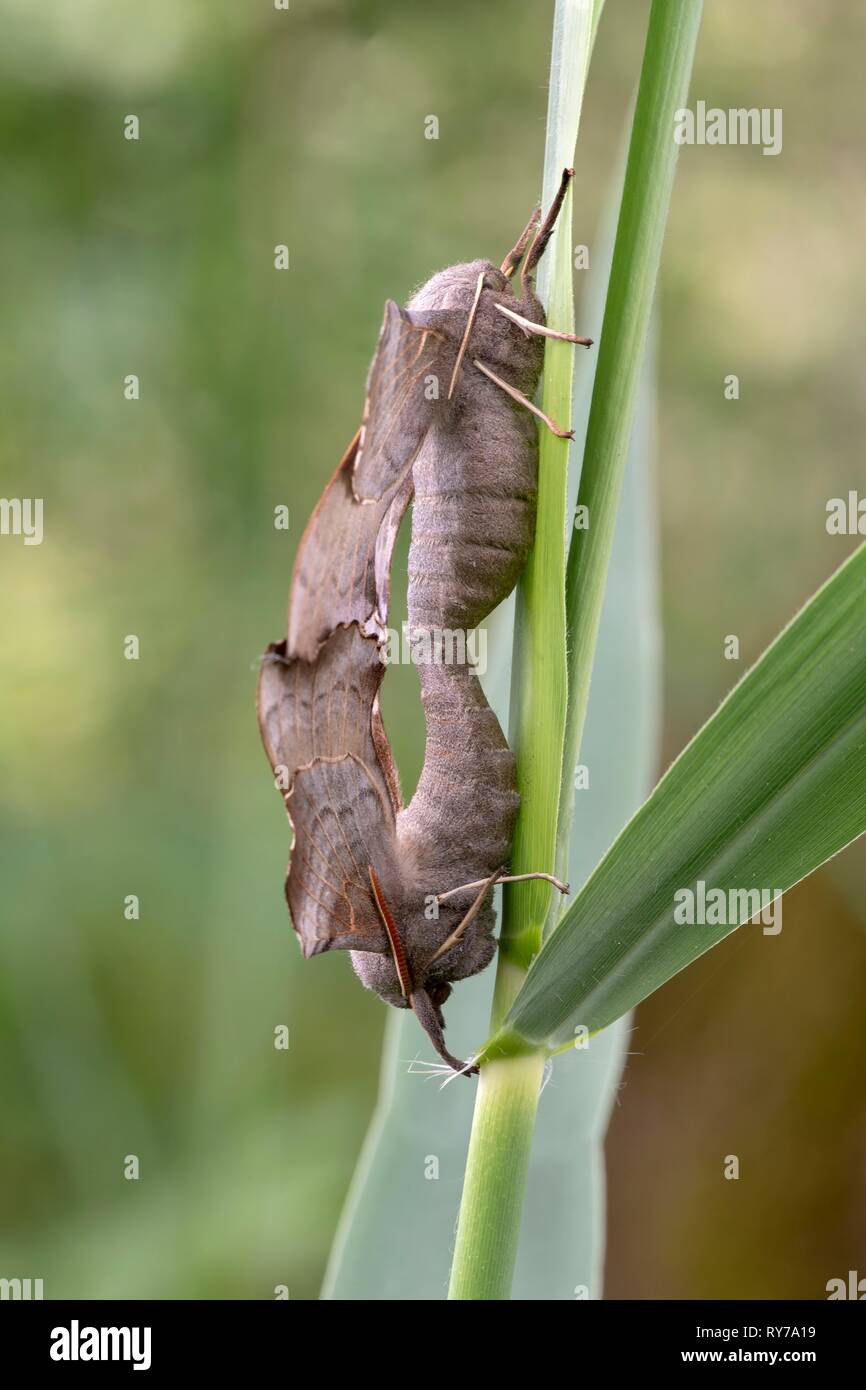 Pappel Hawk-moth (Laothoe populi), Paar auf Grashalm, Kopula, Vorarlberg, Österreich Stockfoto