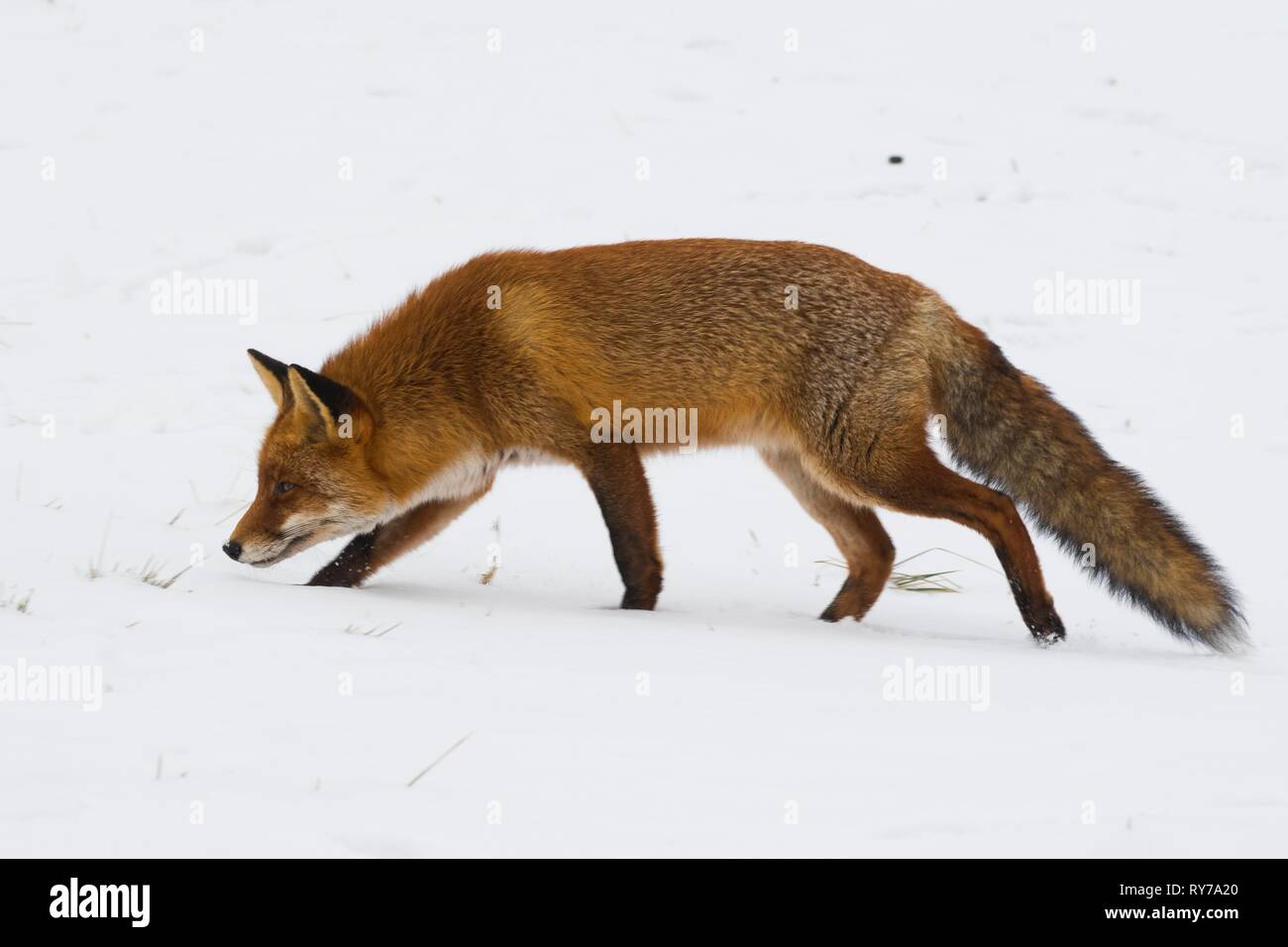 Red Fox (Vulpes vulpes) läuft in den Schnee, Nord Holland, Niederlande Stockfoto