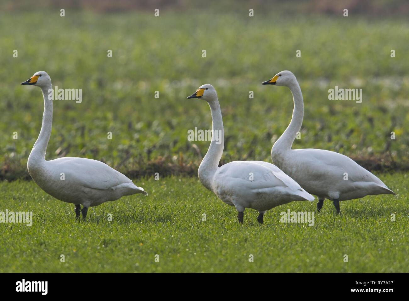 Gehören singschwan (Cygnus Cygnus), stehend auf einer Wiese, Emsland, Niedersachsen, Deutschland Stockfoto