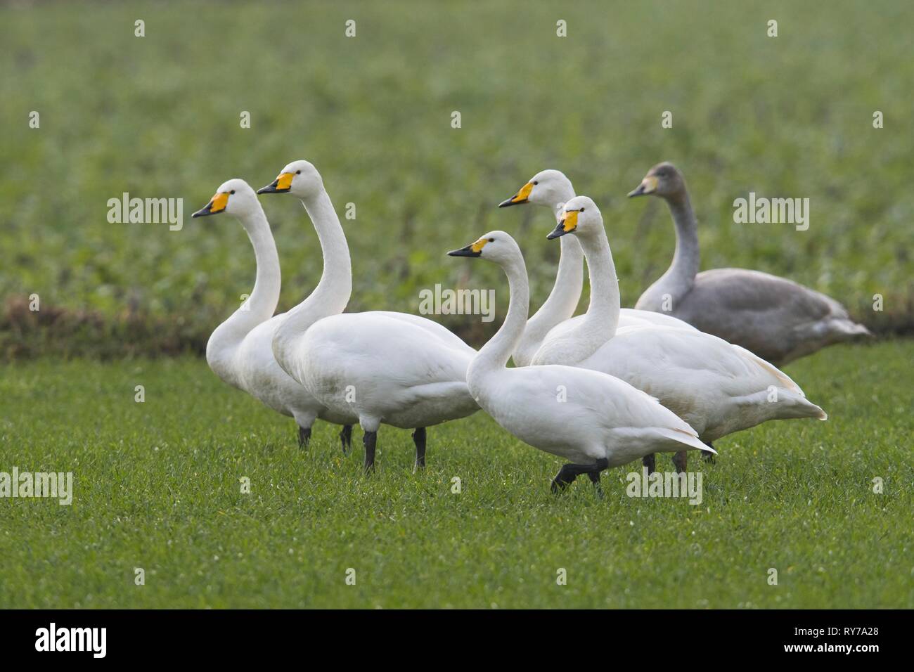 Tiere auf der wiese -Fotos und -Bildmaterial in hoher Auflösung – Alamy