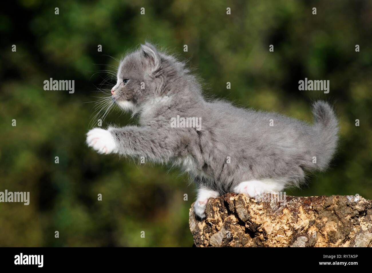 Solide mitted Ragdoll, blau, grau Kitten, 7 Wochen, stehend auf Baumstamm und Anheben paw, Österreich Stockfoto