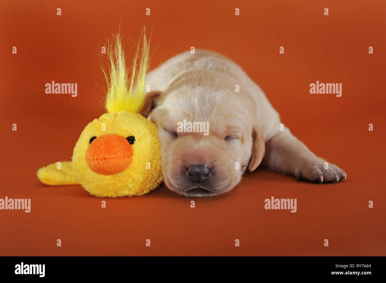 Labrador Retriever, Gelb, Welpen 10 Tage, Schlafen neben Plüsch Ente, Österreich Stockfoto