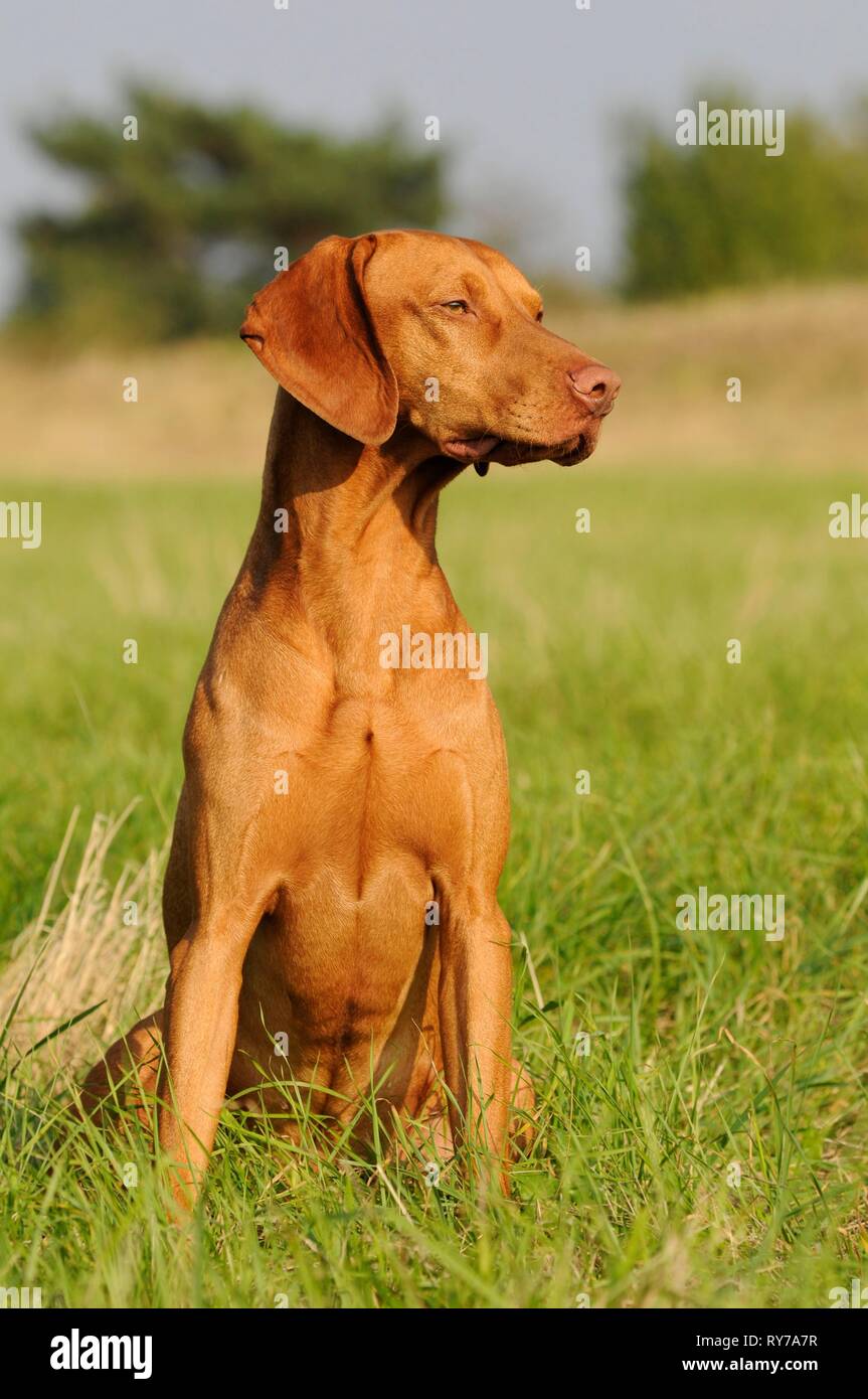 Magyar Vizsla, kurze Haare, männlich, sitzt in der Wiese, Österreich Stockfoto