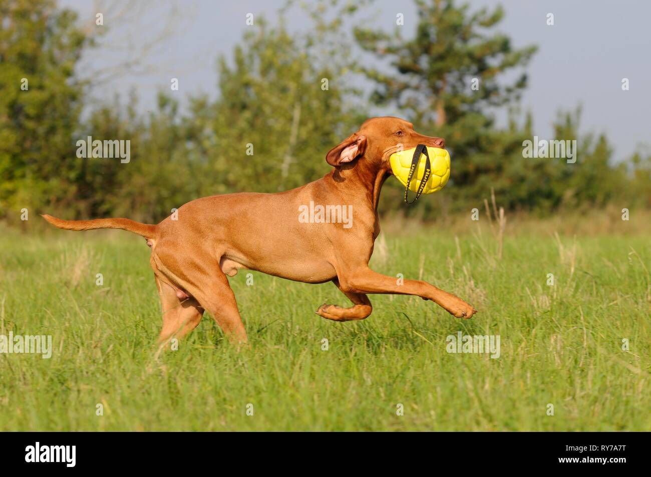 Magyar Vizsla, kurze Haare, männlich, mit Ball im Mund durch Wiese, Österreich Stockfoto