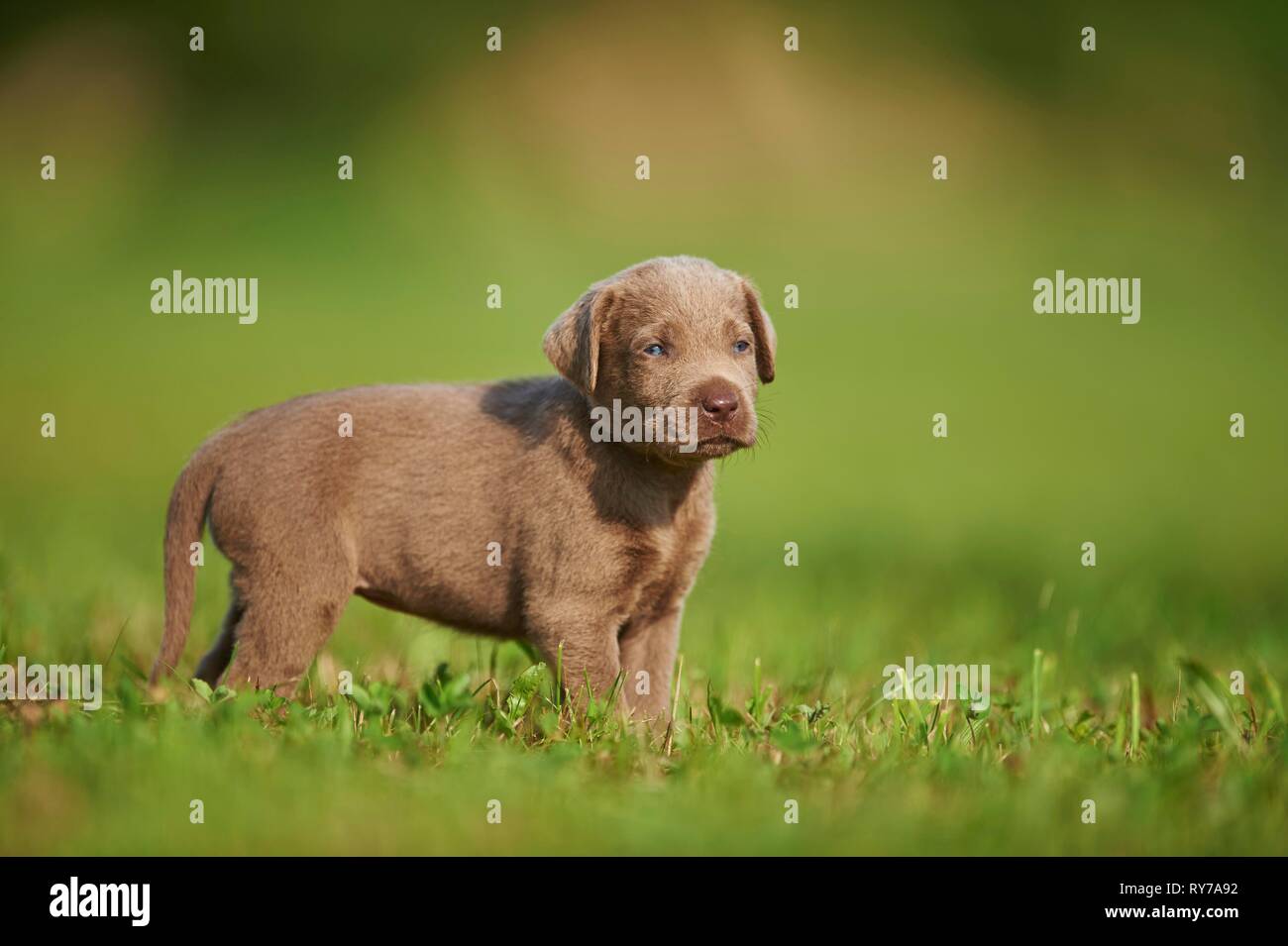 Chocolate Labrador Retriever, Welpen stehen auf einer Wiese, Deutschland Stockfoto