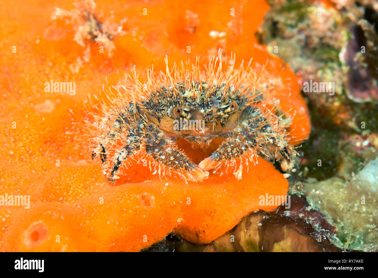 Haarige Krabbe sitzen auf Coral von Lembeh Strait Stockfoto