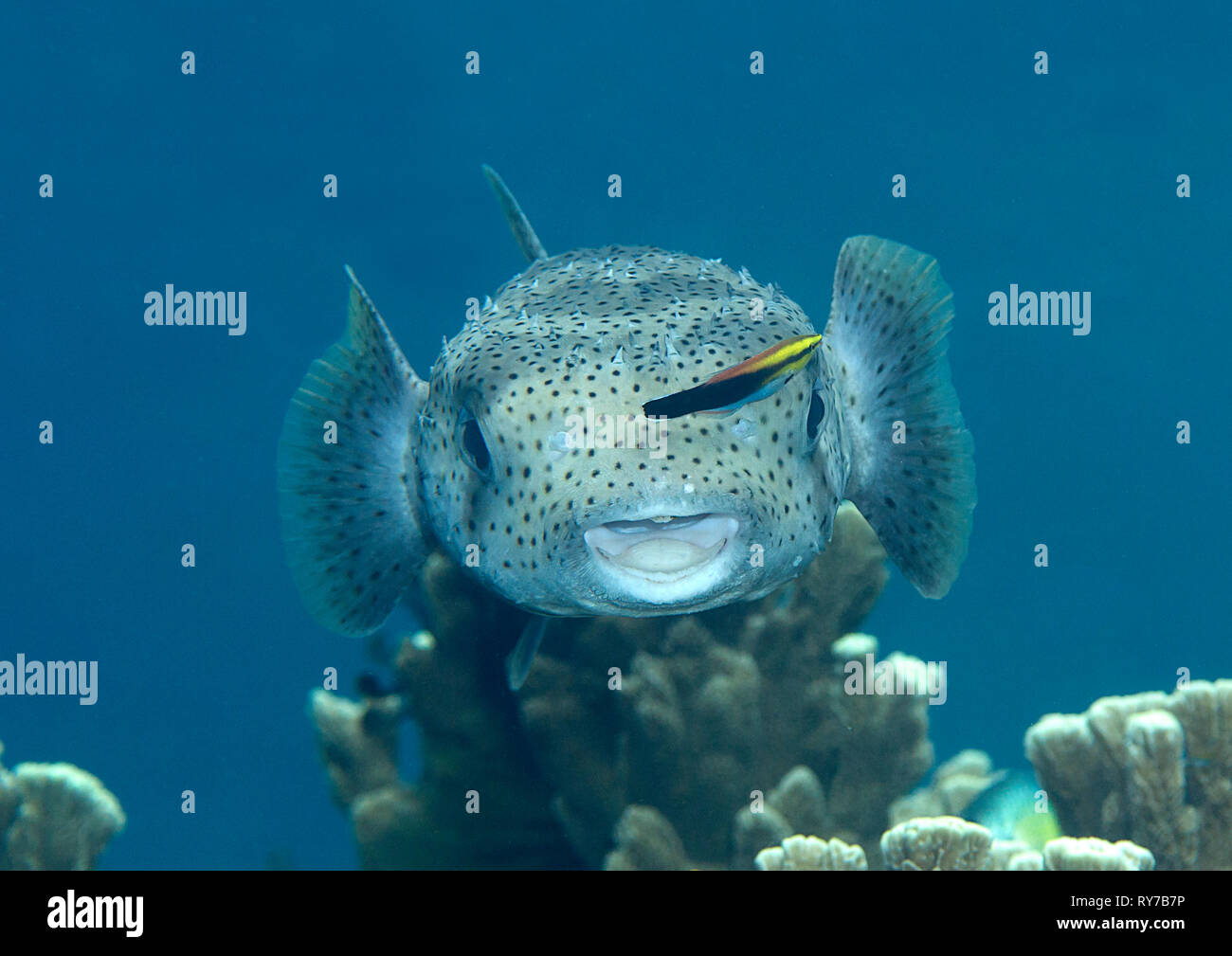 Krümmungsanalyse mit Stacheln Krümmungsanalyse mit Stacheln Kugelfische (diodon hystrix) durch sauberere Fisch gereinigt wird (Labroides dimidiatus) an der Reinigungsstation, Bali, Indonesien Stockfoto