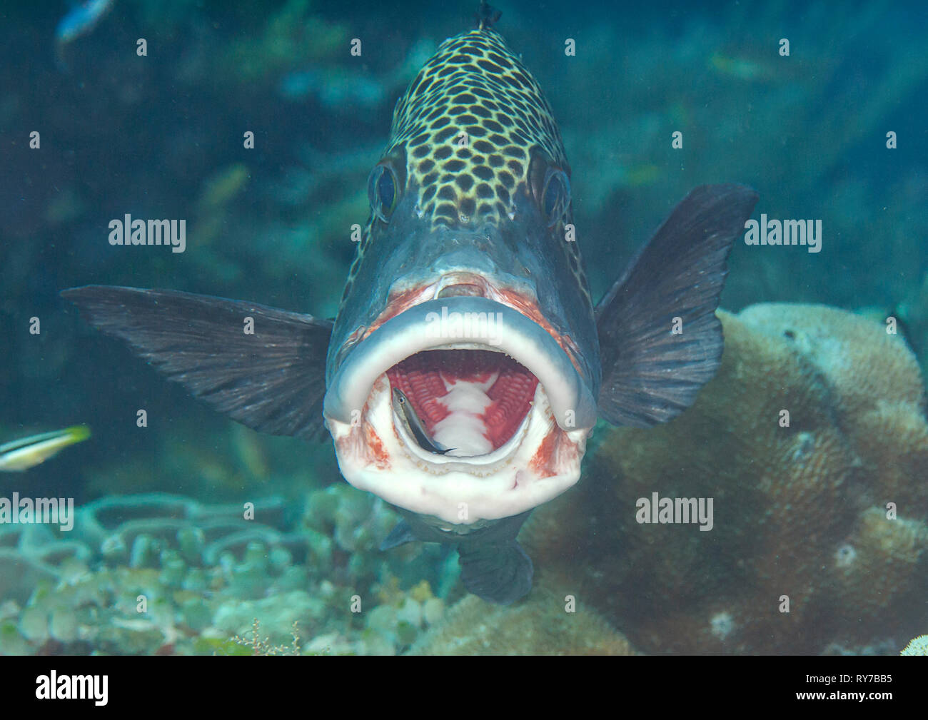 Viele gefleckte Süßlippen oder Harlekin Süßlippen (Plectorhinchus chaetodonoides) durch sauberere Fisch gereinigt (Labroides dimidiatus) an der Reinigungsstation, Stockfoto