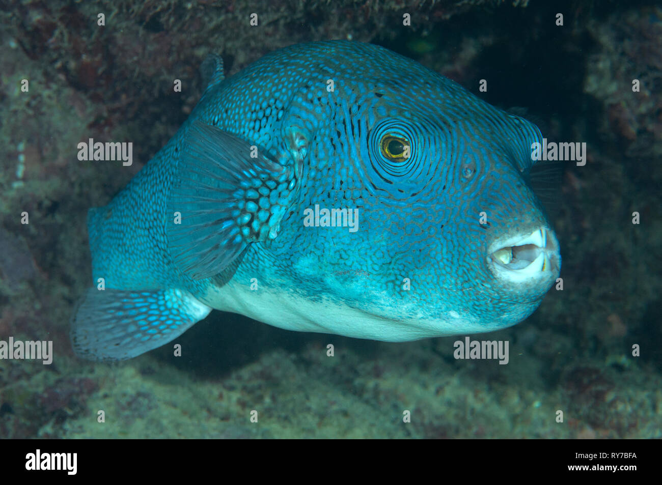 Karte Kugelfisch (arothron Mappa)) bei der Reinigung von Bali Stockfoto