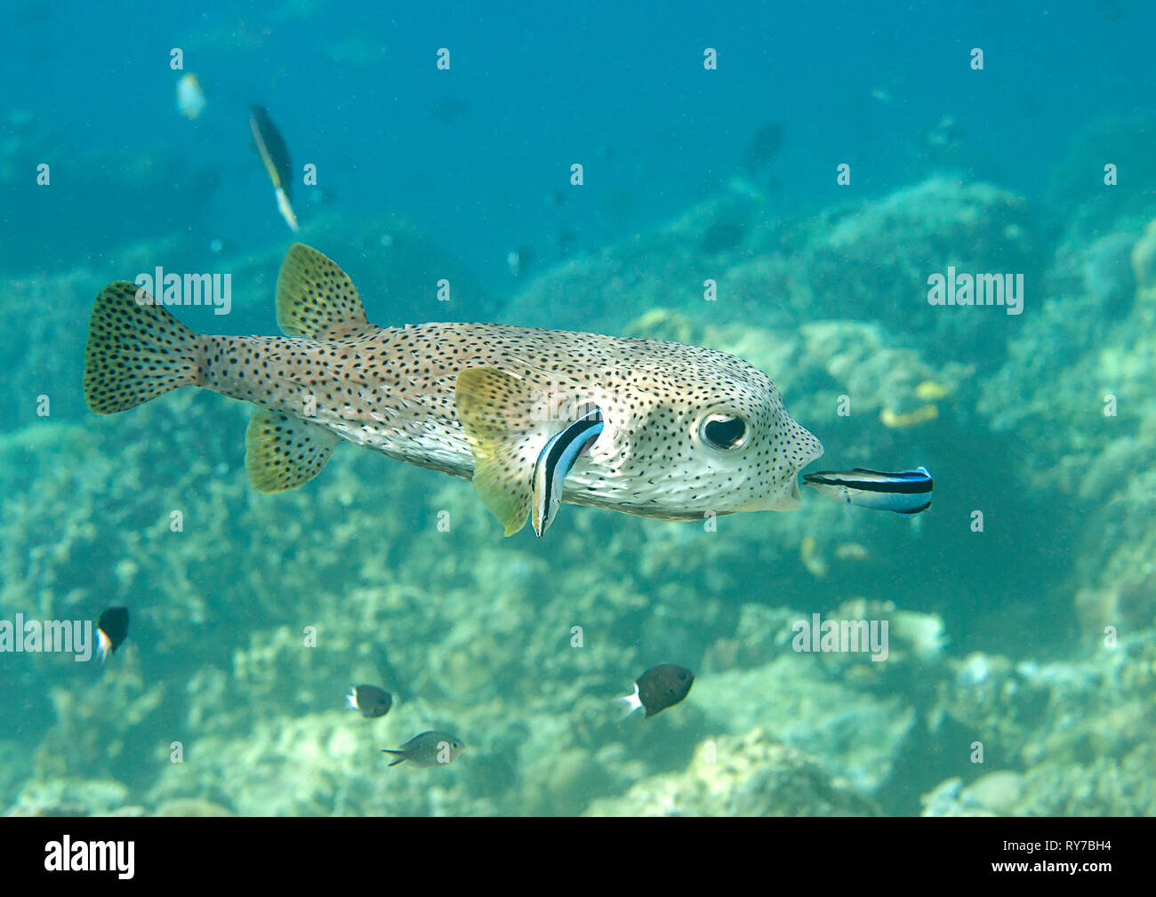 Krümmungsanalyse mit Stacheln Krümmungsanalyse mit Stacheln Kugelfische (diodon hystrix) durch sauberere Fisch gereinigt wird (Labroides dimidiatus) an der Reinigungsstation, Bali, Indonesien Stockfoto
