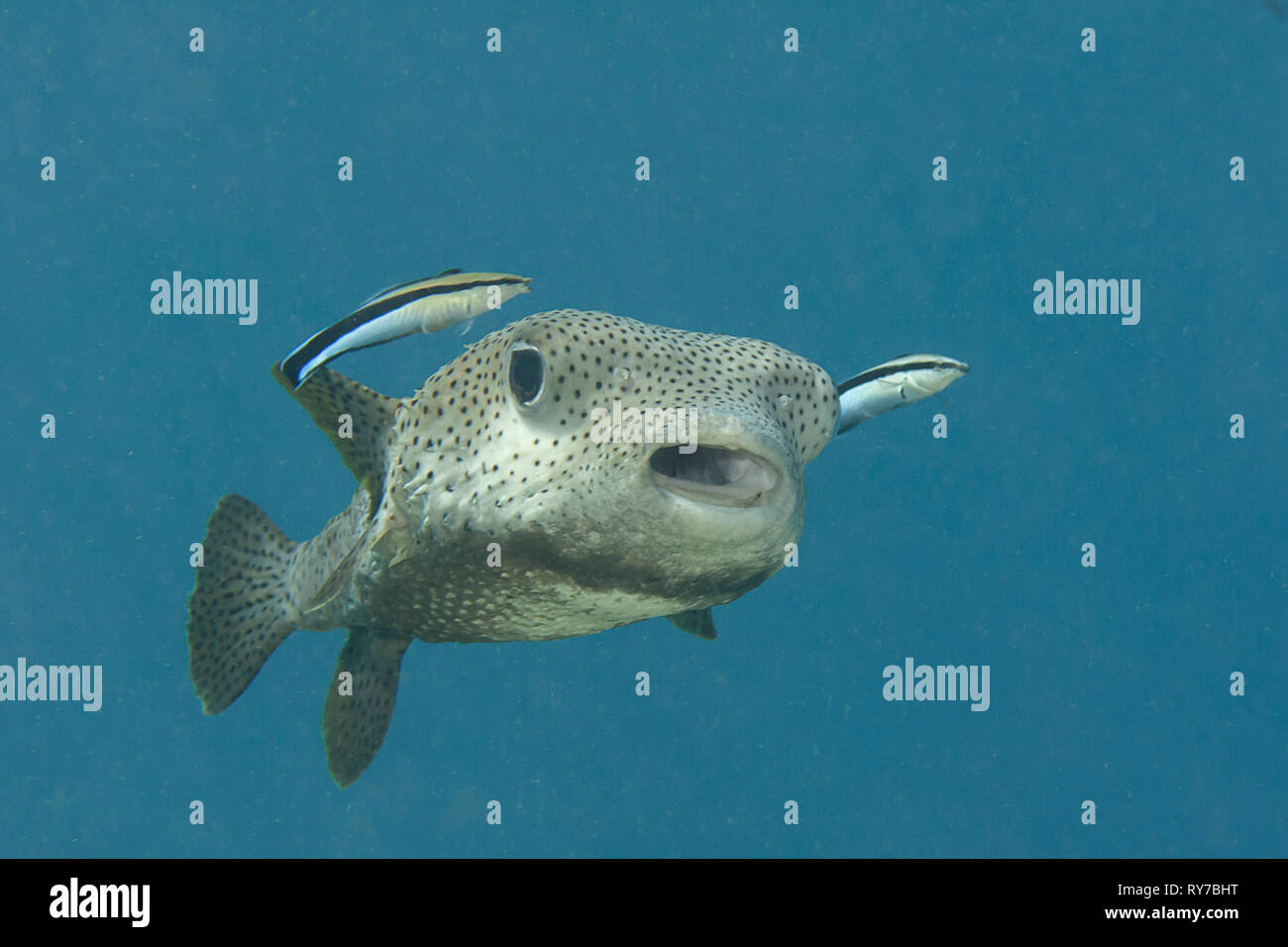 Krümmungsanalyse mit Stacheln Krümmungsanalyse mit Stacheln Kugelfische (diodon hystrix) durch sauberere Fisch gereinigt wird (Labroides dimidiatus) an der Reinigungsstation, Bali, Indonesien Stockfoto