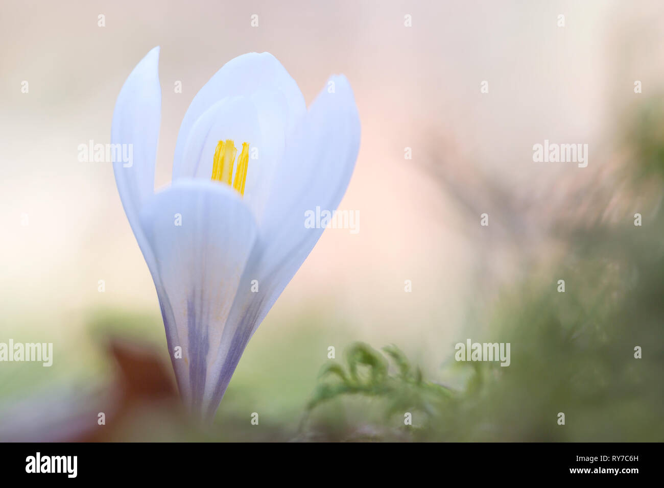 Die wunderschöne riesige Crocus Blume (Crocus vernus) Stockfoto