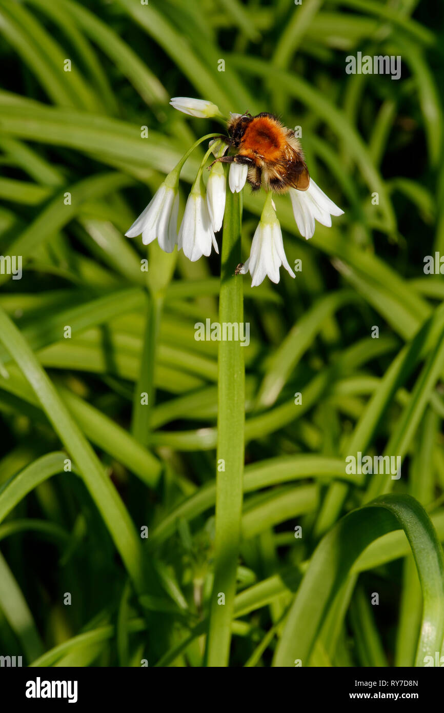 Drei - in die Enge getrieben, Lauch oder Knoblauch - Allium triquetrum mit Bee Stockfoto
