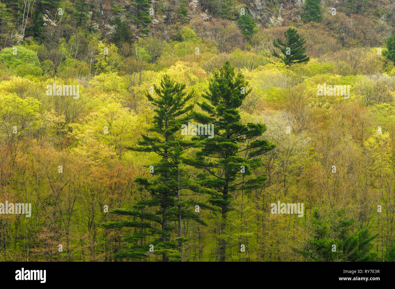 White Pines und Hartholzbäume gerechtes heraus beginnen in der Wilcox See wilden Waldgebiet in den Adirondack Mountains von New York State zu Blatt Stockfoto