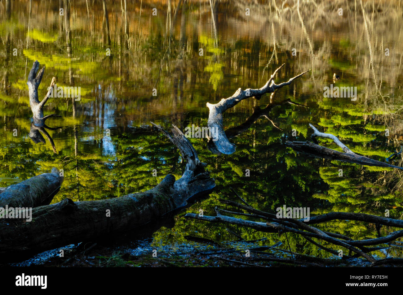 White Pines in Delegan Teich im Camp Saratoga in der Wilton Park in Wilton, New York nieder Stockfoto