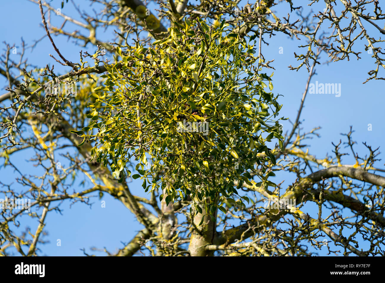 Die europäische Mistel wächst auf einem appletree Stockfoto