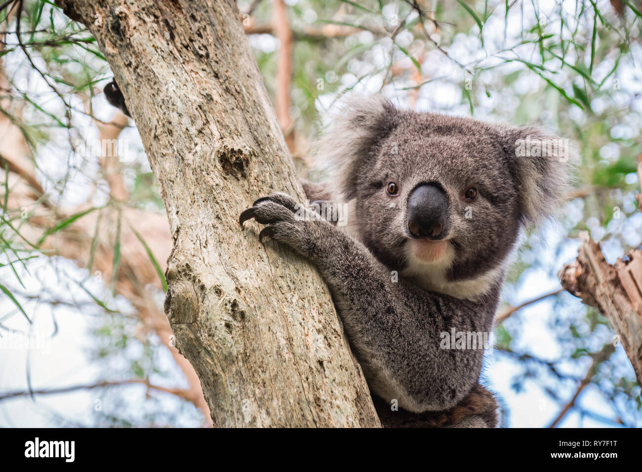 Wild koala auf einem Baum in Adelaide Hills, South Australia sitzen Stockfoto