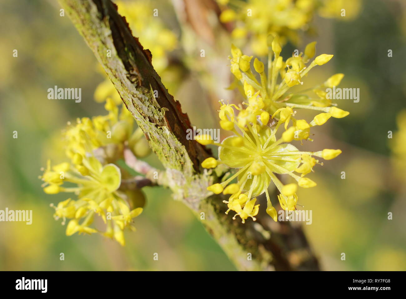 Cornus Mas. Dichten Blütenstände der Carneol Cherry im späten Winter Sonnenschein - Februar, UK Garten Stockfoto