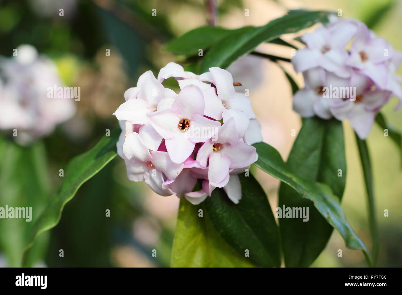 Daphne bholua 'Jaqueline Postill'. Duftende Frühling Blüten von Daphne Jacqueline Postill - Ende Februar, Großbritannien Stockfoto