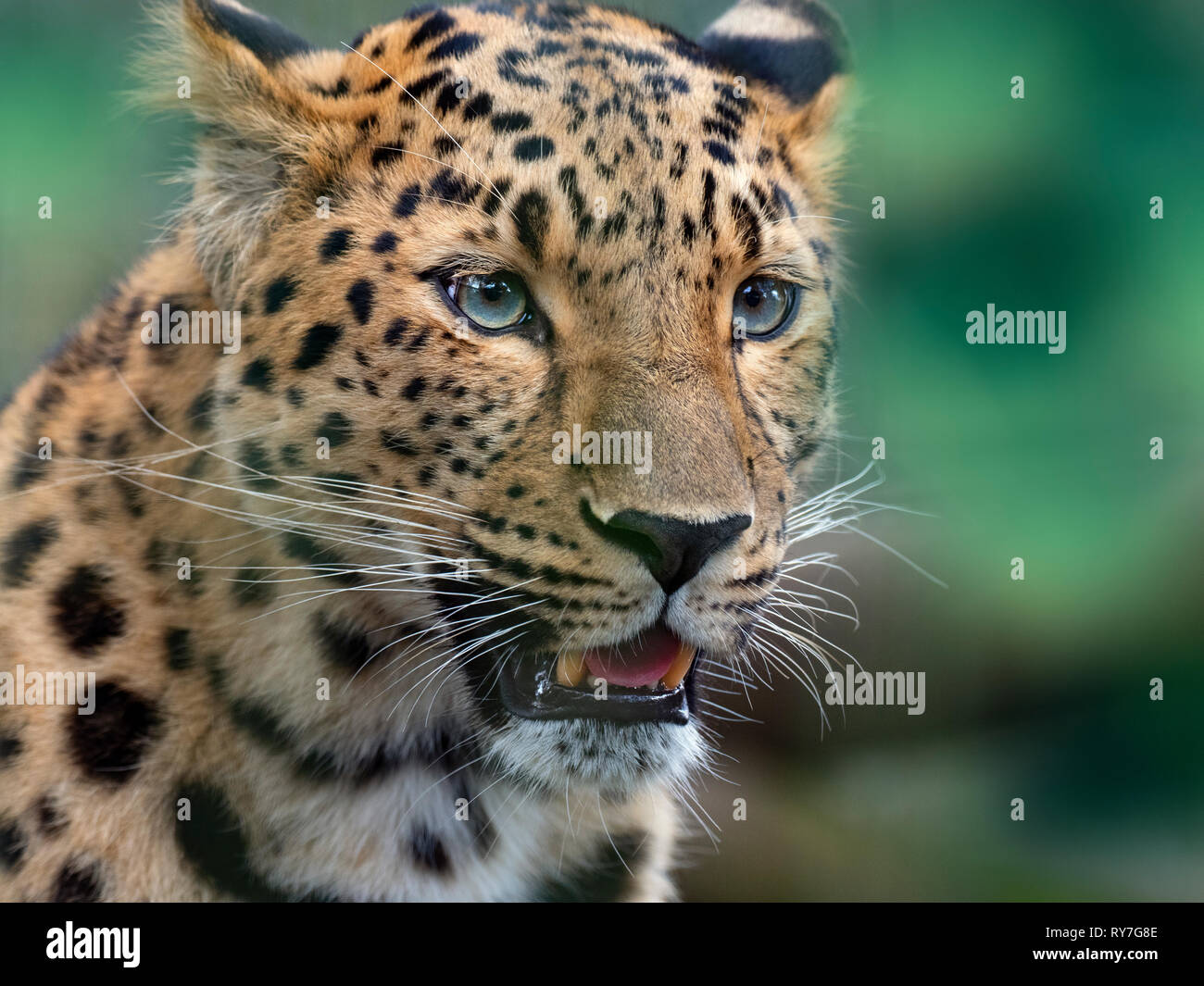 Amur leopard Panthera pardus orientalis CAPTIVE Stockfoto