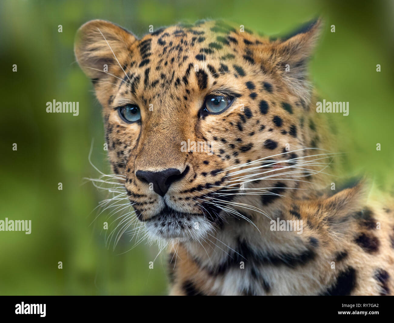 Amur leopard Panthera pardus orientalis CAPTIVE Stockfoto