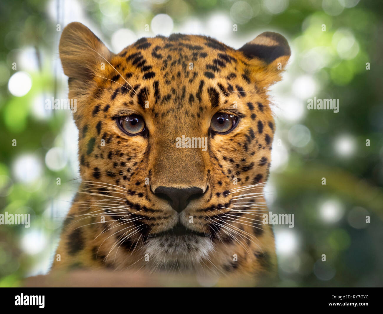 Amur leopard Panthera pardus orientalis CAPTIVE Stockfoto
