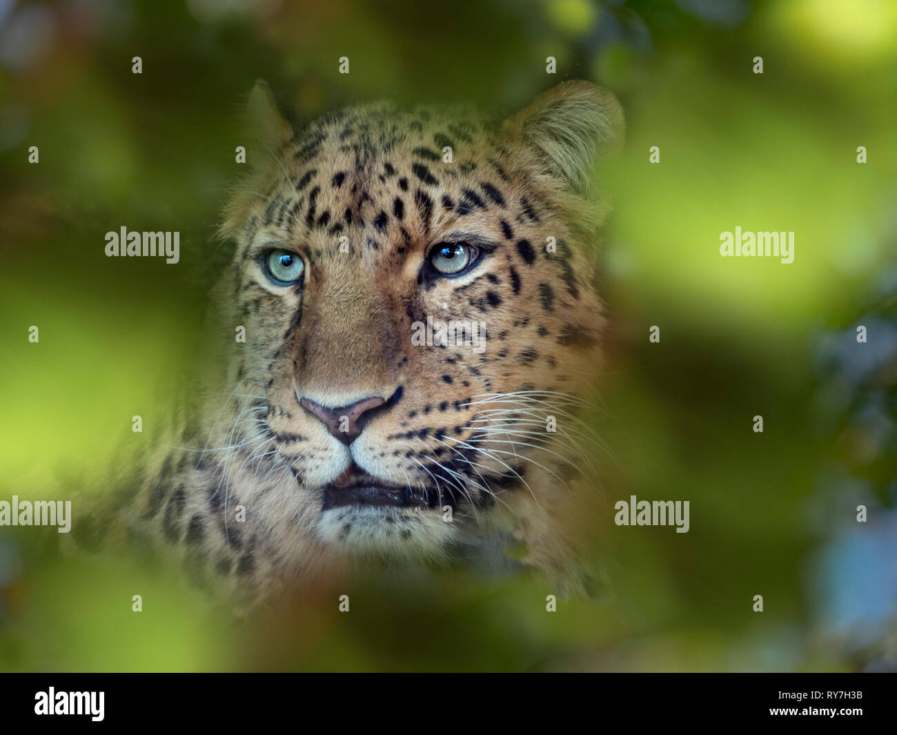 Amur leopard Panthera pardus orientalis CAPTIVE Stockfoto