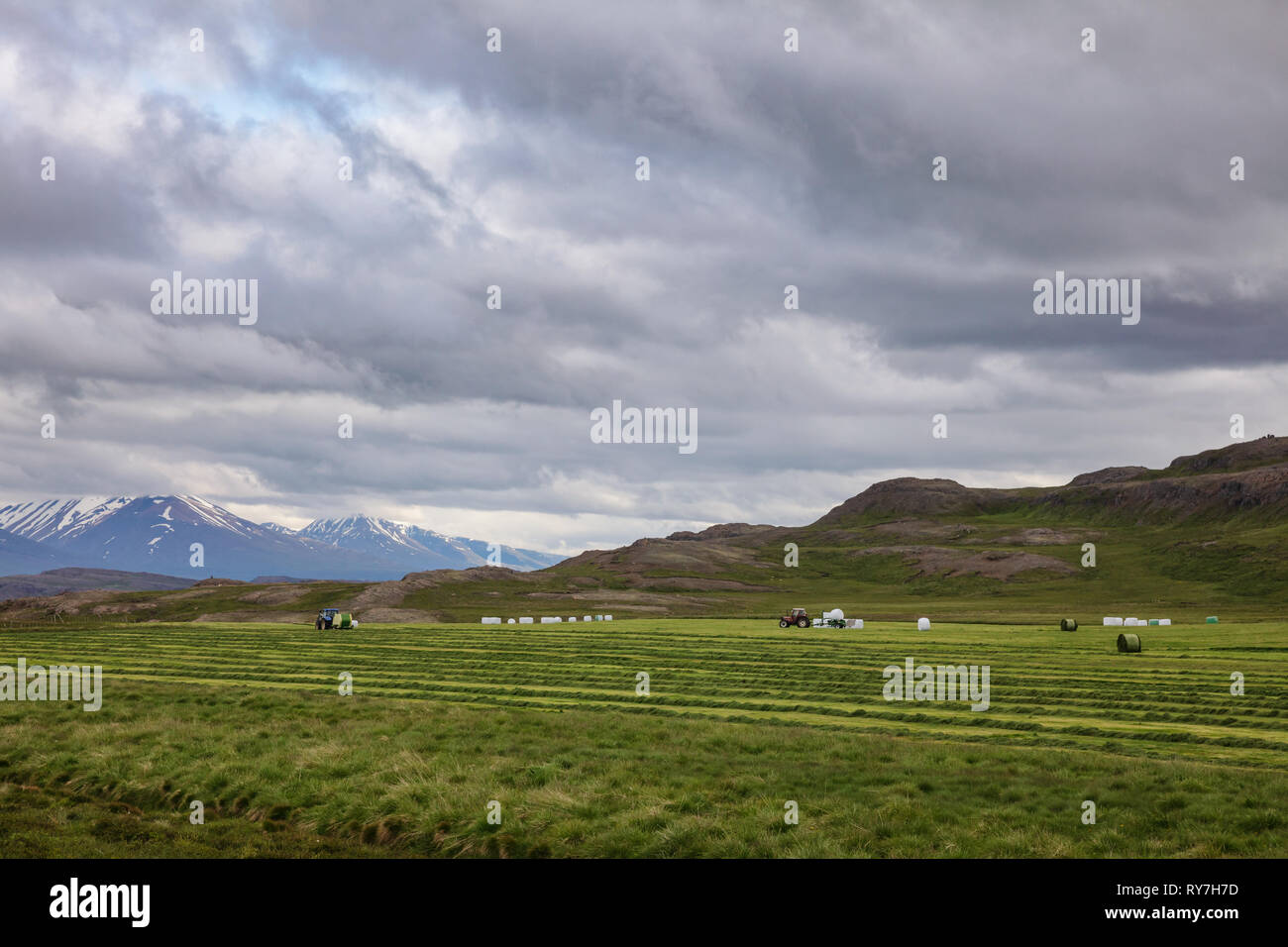 Isländische Landschaft mit Traktor sammeln und wickeln Heu unter düsteren Himmel - harten landwirtschaftlichen conitions Konzept, Island, Skandinavien Stockfoto
