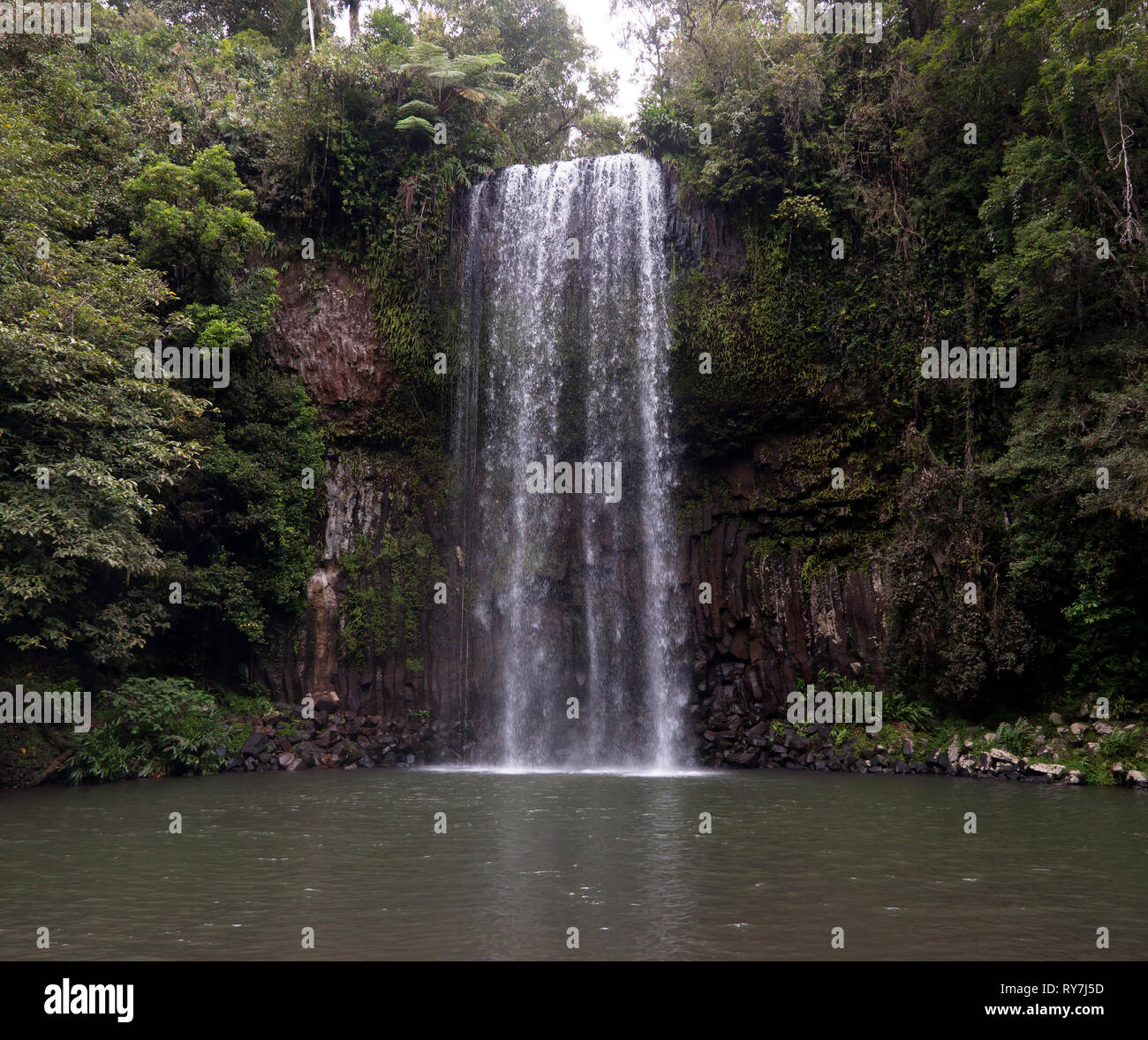 Elaeagnus triflora Fotos und Bildmaterial in hoher Auflösung Alamy