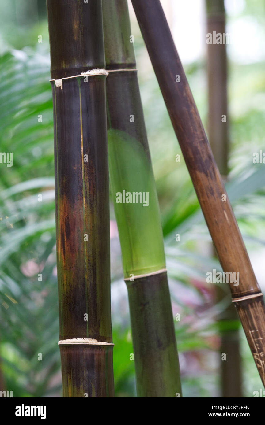 Bambusa lako stammt. Timor Black Bamboo. Stockfoto