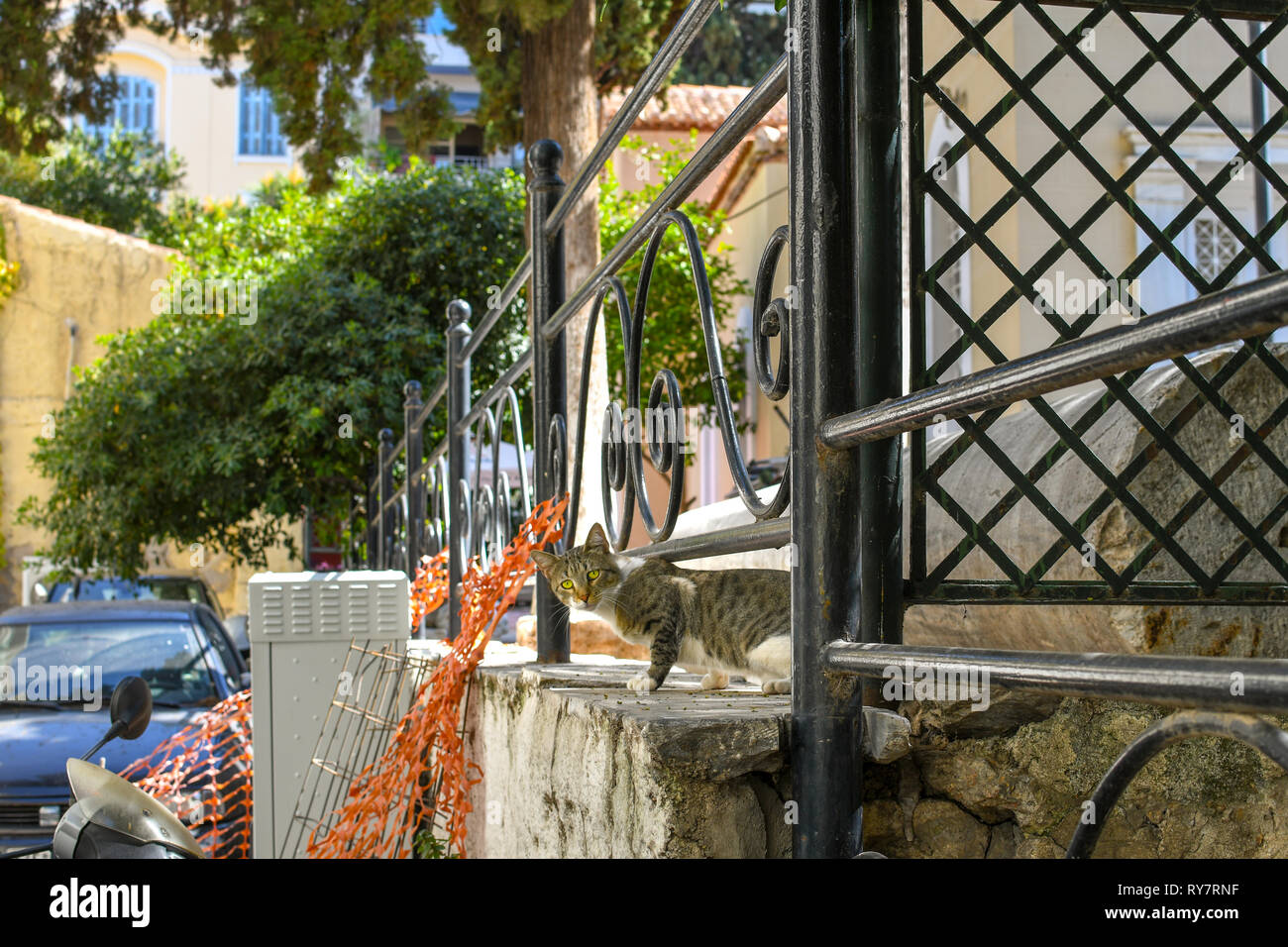 Ein streunender, wilde Katze späht aus einem Garten im Plaka Viertel von Athen, Griechenland. Stockfoto
