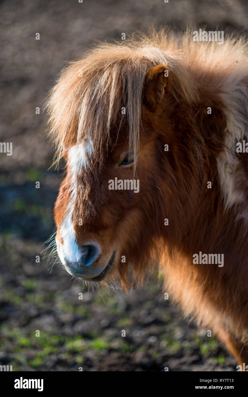 Wenig shaggy Pony ist Weiden Stockfoto