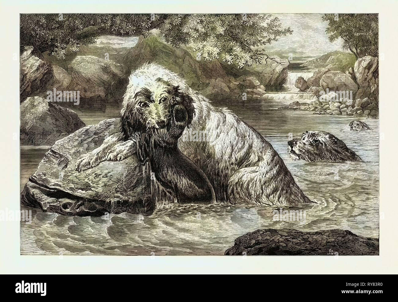 Otter Hounds, 1873 Stockfoto