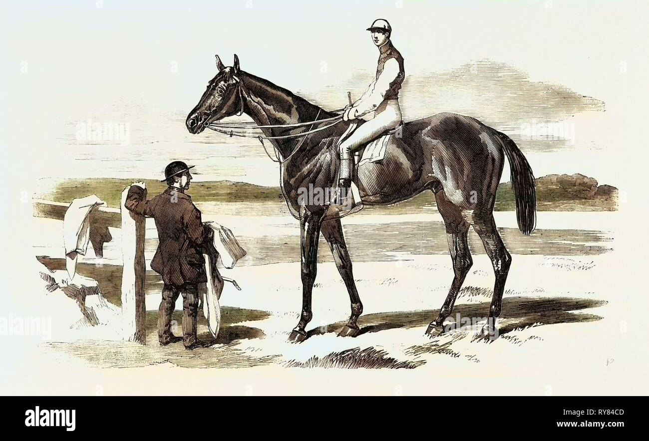 Die gefeierte Race Horse Fischer Stockfoto