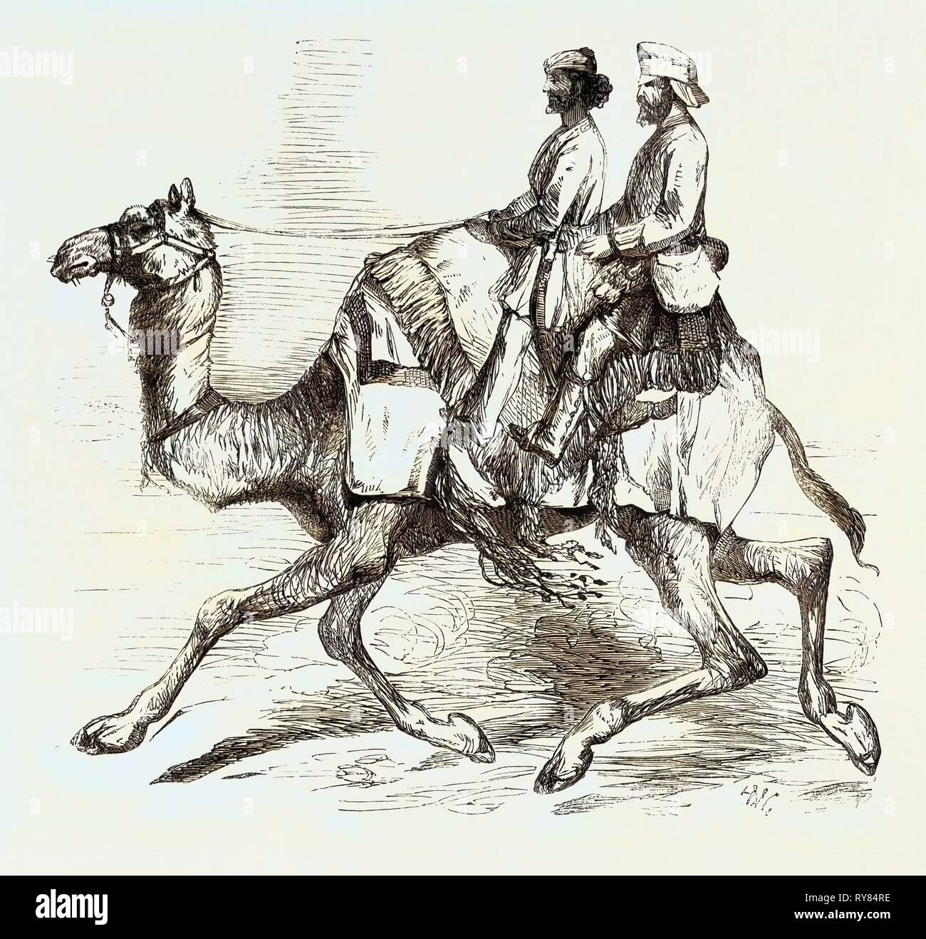 Eine von Barras 'Camel Corps in Rajpootana Stockfoto